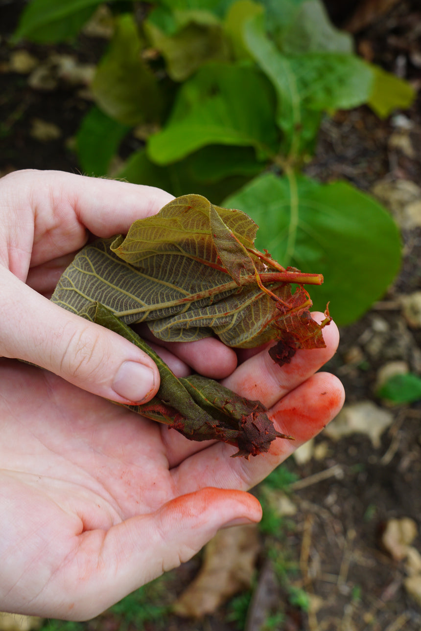Ingrédient végétal pour teindre naturellement des fibres de raphia artisanal.